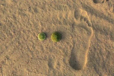 Two cactus green without thorns lying on the sand Photos