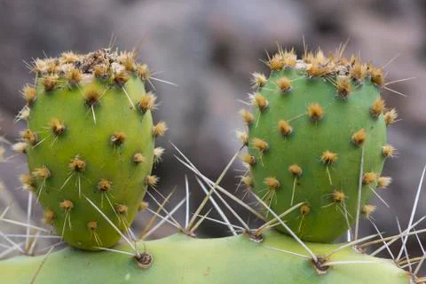 Two cactus Leave Stock Photos