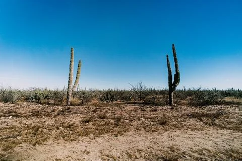 Two Cactus Stock Photos