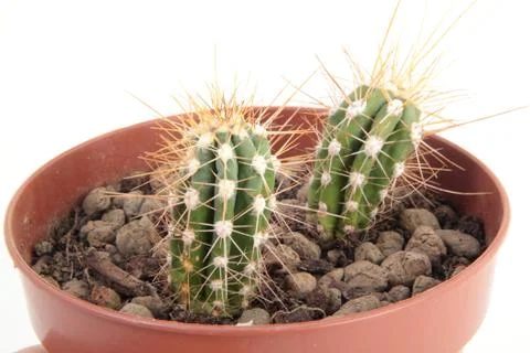Two Cactus with Thorns in a Pot Stock Photos