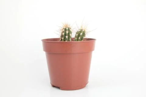 Two Cactus with Thorns in a Pot Stock Photos
