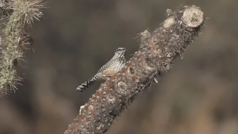 Two cactus wren on cholla cactus Stock-Footage 89414963