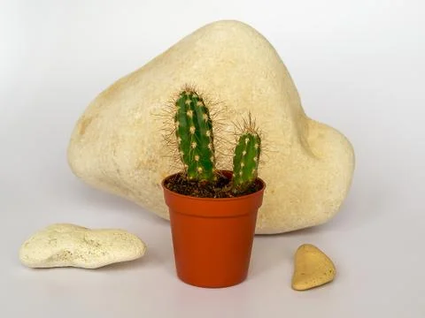 Two cactuses in a brown flower pot against the large yellow stone Stock Photos