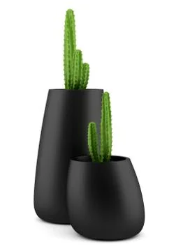 Two cactuses in pots isolated on white background Stock Illustration