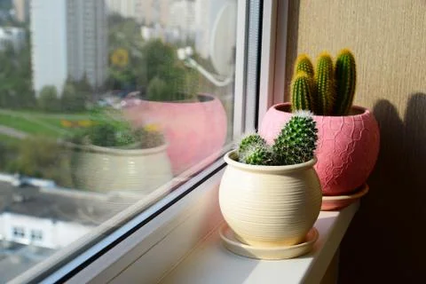Two cactuses stand on windowsill Stock Photos