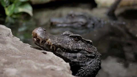 Two caimans heads from the water Video stock 74877591