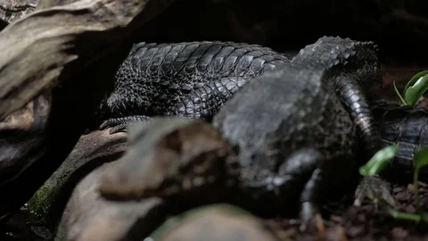 Two caimans, soft focus. Video stock 74874652