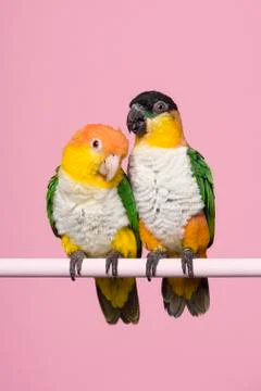 Two caique birds looking at the same side on a pink background in a vertical  Stock Photos