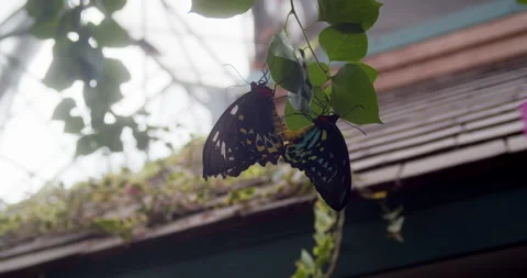 Two Cairns Birdwing butterflies mating Stock Footage 160833334