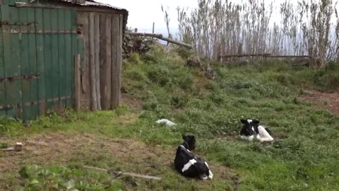 Two calf grazing on grass Stock Footage 69109343