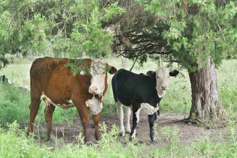 Two calf’s on the farm 스톡 사진