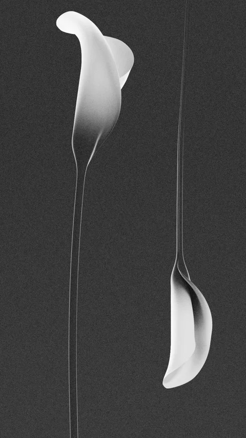 Two calla lily flowers slowly blooming in dramatic black and white, vertica.. Stock Footage 337110827