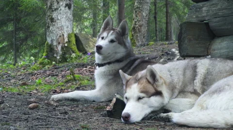 Two calm huskies in the spring forest Stock Footage 50066238