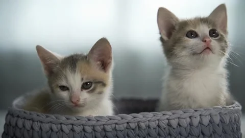 Two calm kittens with big ears are sitting in a wicker basket. Sleeping place Video stock 158997941