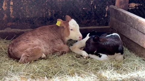 Two calves are lying in the hay and chewing grass in the cowshed Stock Footage 308584400