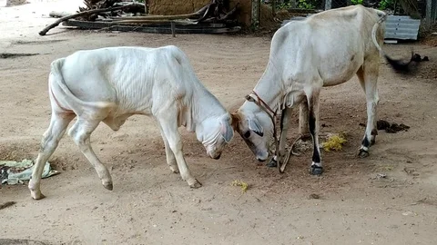 Two calves are playing Stock Footage 127107595