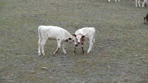 Two calves are playing in a high-altitude pasture. Funny games for little calves Stock Footage 145390695