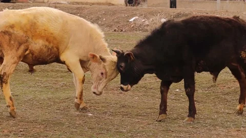 Two calves are young 8 months old. They just play like human children Stock Footage 151654490