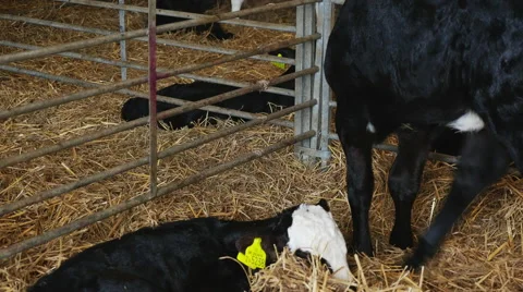 Two calves close up 스톡 동영상 43260635