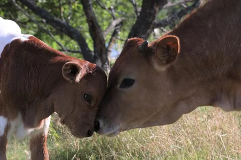Two calves face to face. 스톡 사진