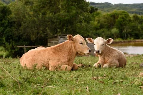Two calves on the farm, both lying on the green field. Stock Photos
