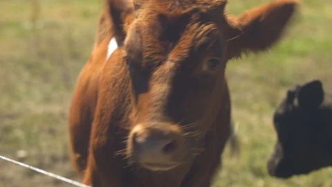 Two Calves in a Field Stock Footage 95758964