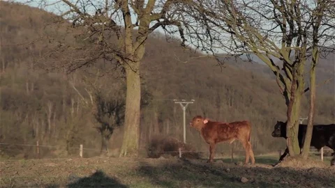 Two calves in a forest Stock Footage 85384000