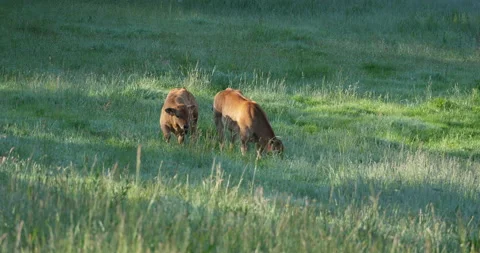 Two calves grazing Vídeo Stock 154531254