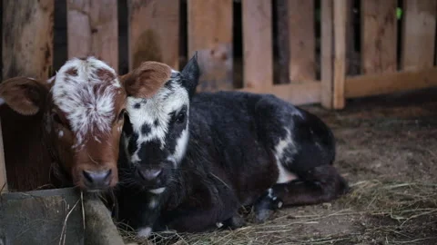 Two calves lie together. Two cute funny little calves.  Vídeo Stock 163531593