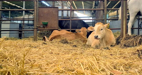 Two Calves Lying Down Stock Footage 158554313