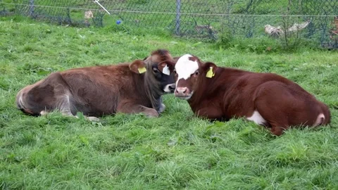 Two Calves Mooing, Snuggling and Lying Down, Ireland Stock Footage 338391516