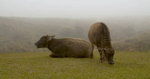 Two calves on a mountain ranch chilling and eating grass on a foggy day. 動画素材 135969673