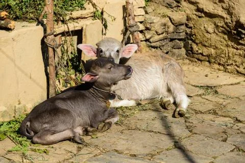 Two calves Stock-Fotos