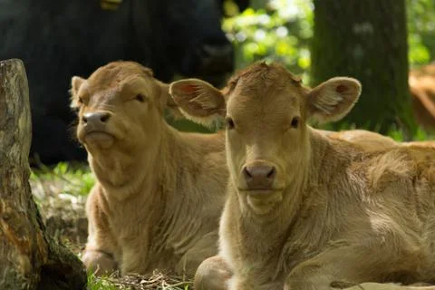 Two calves Stock Photos