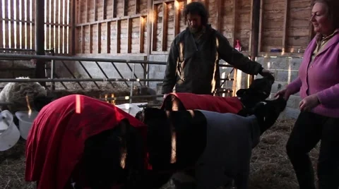 Two calves suckling the hands of their maintainers Stock Footage 45263281