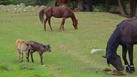 Two calves tied together and horses in peaceful grassy field Stock Footage 327580331