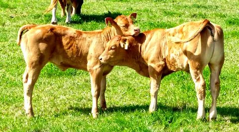 Two calvs on a meadow Stock Photos