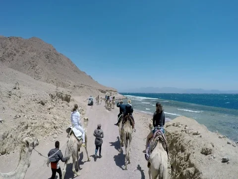 Two camel caravans passing by on a narrow road Stock Footage 72898886
