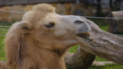Two camel heads Stock Footage 252644781