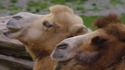 Two camel heads Stock Footage 252645152