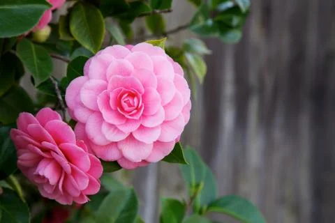 Two camelia blooms Stock Photos