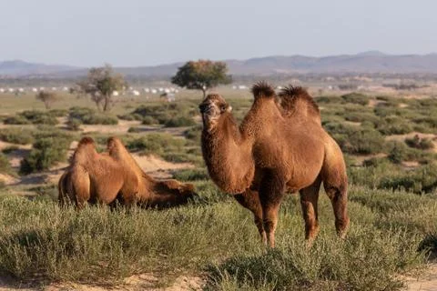 Two camels are grazing in a desert oasis in the Gobi Desert in Mongolia. Stock Photos