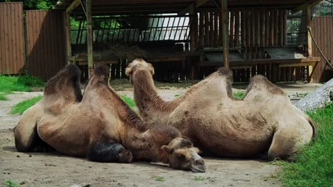 Two camels are resting in the summer heat. Stock Footage 160498109