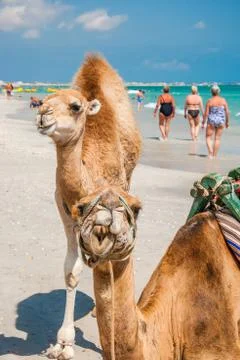 Two camels on the beach Foto stock