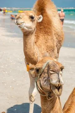 Two camels on the beach Stock Photos