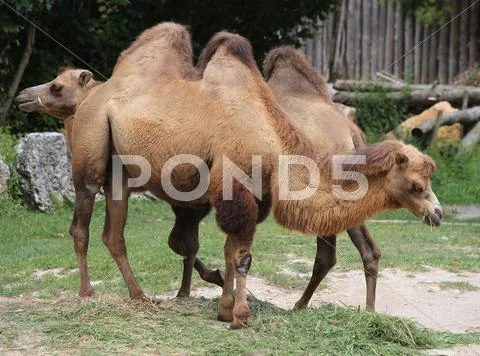 Two camels with brown hair in the zoo Stock Photos
