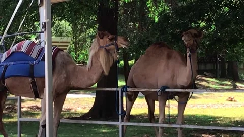 Two Camels Chewing Stock Footage 163320152