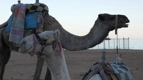Two camels chilling where everything seems relaxed Stock Footage 97530466