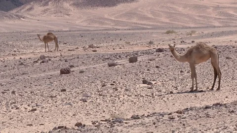 Two camels in the desert Stock Footage 69933876