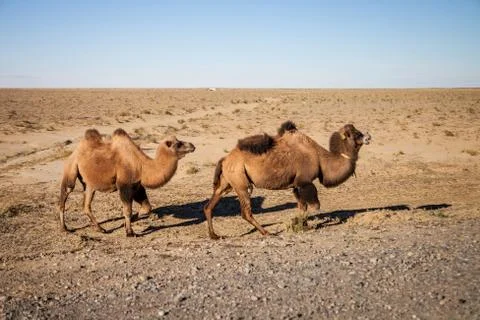Two camels in the desert Stock Photos